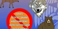 Правила поведения с дикими животными. - Каратузский район