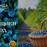 СОЛНЦЕ, ЧЕРНИКА И БОЛЬ - Газета Горянка