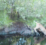 Фотоловушка Рдейского заповедника запечатлела самца рыси на водопое - Новгородское областное телевидение