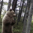 Медведь после танцев у дерева поправил фотоловушку - Info-Rm.Com