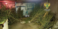 Выращивала и продавала: белгородка поймана с 16 килограммами наркотиков - Fonar.Tv