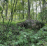 «Гатчинские ключевые болота и известняки» готовятся получить особый охранный статус - Гатчинская служба новостей