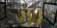 У жителя Саранска нашли гроубокс с запретным - Info-Rm.Com