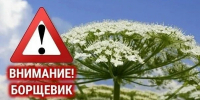 Внимание опасно: борщевик! - Газета За честь хлебороба
