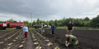 В лесном питомнике Курской области высадили 2500 саженцев сирени - Курская правда