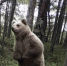медведь в кандалакше - ИА Nord-News.Ru