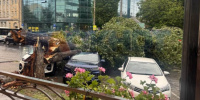 Гигантское дерево раздавило три автомобиля и оборвало провода в центре Ростова - Bloknot-Rostov.Ru