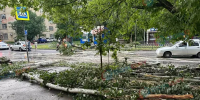 Дерево упало на Мечникова в Ростове - DonDay.Ru