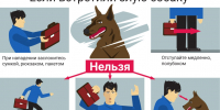 Памятка «Как действовать при угрозе нападения собаки» - Багратионовский городской округ