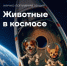 Нижегородцам покажут фильм о животных, которые открыли дорогу в космос - ИА Нижний сейчас