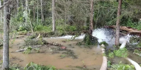 РЖД накажут за затопленный карьерными водами лес в Ленобласти - Spbdnevnik.ru