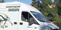 В Калининградский зоопарк привезли гималайского медведя - Kaskad.TV