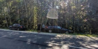 В Касимовском округе автомобиль сбил лося - ИА МедиаРязань