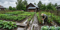 После затяжных ливней - на даче в первую очередь: как привести участок в порядок за 2 дня - Progorod58.Ru