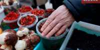 Роспотребнадзор не нашел радиоактивных продуктов в Коми - Bnkomi.Ru