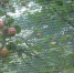 Бабушка оставила свой рецепт яблочного варенья - теперь готовлю его только так: и 50 банок будет мало - Progorod33.Ru
