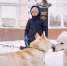 Ученые показали клонированную якутскую лайку Кэрэчээнэ - Афанасий-биржа