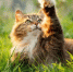 Фото: fantom_rd/Shutterstock/Fotodom - Ямал-Медиа
