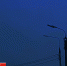 Полсотни дронов ВСУ уничтожили в брянском небе за ночь - БрянскToday.Ru