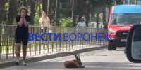 В Воронеже рядом с Северным лесом нашли оленёнка с перебитой ногой - ГТРК Воронеж