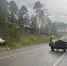 На дороге Тюбук – Кыштым столкнулись два автомобиля «Шевроле Нива» - ChelIndustry.Ru