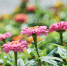 Цветы на клумбе. Фото Маргариты Романовой, IRK.ru - Irk.Ru