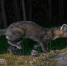 Лесная тень: амурскому фотографу удалось запечатлеть скрытного хищника - Asn24.Ru