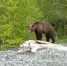 26-06-29-bear - Заповедное Прибайкалье