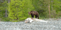 26-06-29-bear - Заповедное Прибайкалье