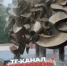 труп голубя в фонтане - РИА 7 Новостей