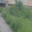 Жители Рабочего городка показали заросший травой тротуар - Balashover.Ru