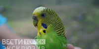 Томский школьник спас попугая, жившего среди голубей - ГТРК Томск