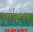 Обработка полей 30.06.. - Холмогорский муниципальный округ
