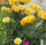 Розы. Фото ruffnews.ru - RuffNews.Ru
