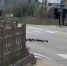 Видео: утка с десятком птенцов перешла дорогу в Якутске по пешеходному переходу - Якутское-Cаха ИА