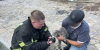Свердловские пожарные спасли кошку Нюсю из горящего дома - ИА Уральский меридиан