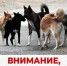 Отлов безнадзорных животных (собак). - Белозерский муниципальный округ