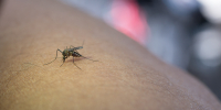 close-up-mosquito-sucking-blood-from-human-arm.jpg - Gorod3466.Ru