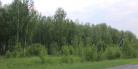 С 29 июня жители Тюменской области могут свободно посещать леса - Aromashevo.Online