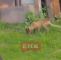 Охотник не признал в княжпогостском звере «чупакабру» - Bnkomi.Ru