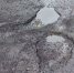 img - ЛДПР