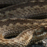 «Сатка начеку»: очередная встреча с гадюкой произошла в Западном микрорайоне - GovoritSatka.Ru