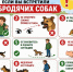 Как вести себя при встрече с бродячими животными - Калининский район