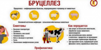 Профилактика бруцеллёза. - Администрация г. Малгобек