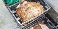 В Азовском море камбалу-калкана можно добывать без ущерба для популяции - DonDay.Ru