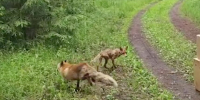 В леса Ленобласти вернули спасенных животных: на волю отправились четыре лисицы и две хищные птицы - Metro Петербург