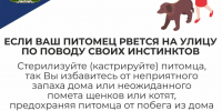 Владельцев собак просят не выпускать животных для самовольного выгула - Администрация г. Курган