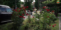 На улице Цаголова, 32, в самом центре Владикавказа, разбит небольшой палисадник - Администрация г. Владикавказ