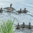 Утиное семейство снял на фото амурский охотовед - Teleport2001.Ru