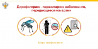 Дирофиляриоз: меры профилактики - Роспотребнадзор